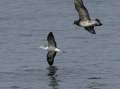 Streaked Shearwater